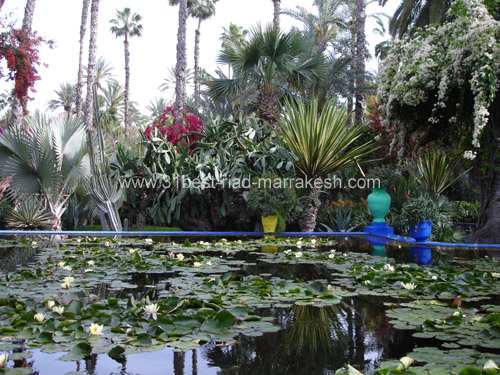 Photos of Majorelle Botanical Garden owned by Yves Saint-Laurent in Marrakech