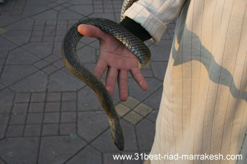 Photos of Snake Charmers in Djemaa el-Fna Square in Marrakech