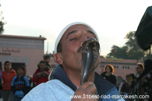Photos of Snake Charmers in Djemaa el-Fna Square in Marrakech