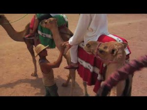 Camel ride in Marrakech